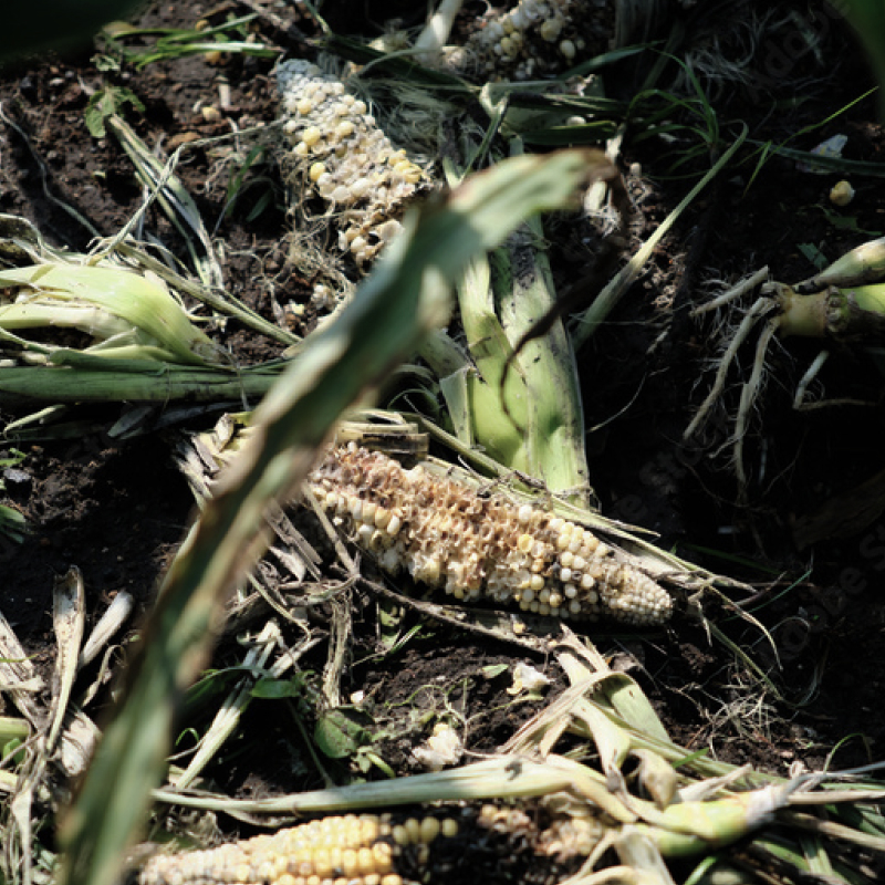 獣害の現状について